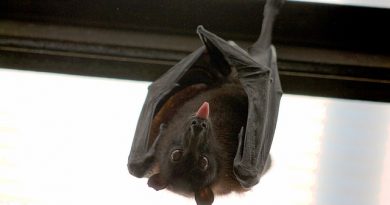 כיצד מוצאים העטלפים את דרכם בחושך ?