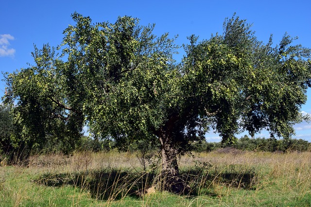 עץ הזית